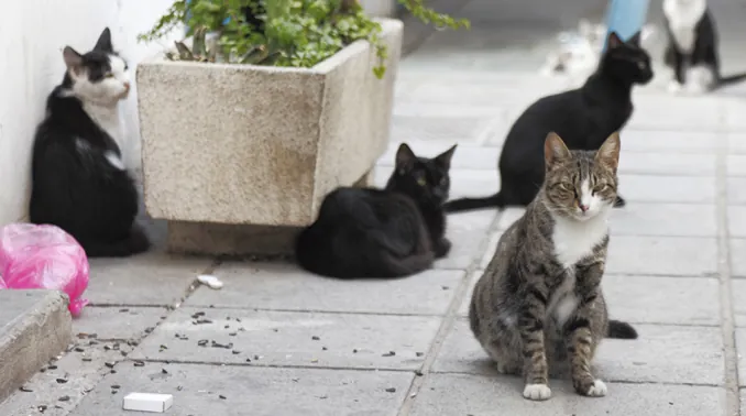 Several cats resting on a paved sidewalk next to a concrete planter.